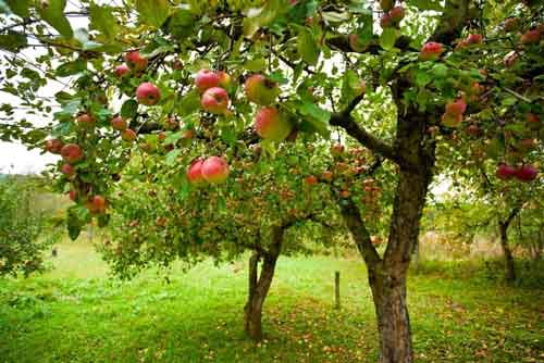 انشا جان بخشی به اشیاء درخت سیب
