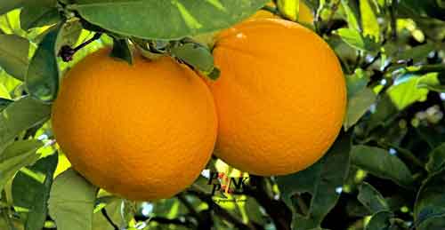 انشا جان بخشی به اشیاء درخت پرتقال