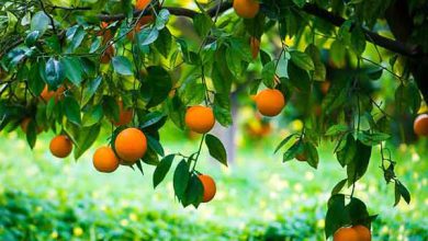 انشا جان بخشی به اشیاء درخت پرتقال