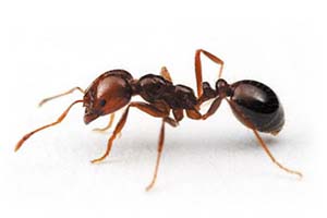 انشا در مورد مورچه ای بارکش