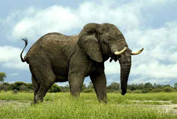 انشا انگلیسی در مورد حیوان فیل + ترجمه