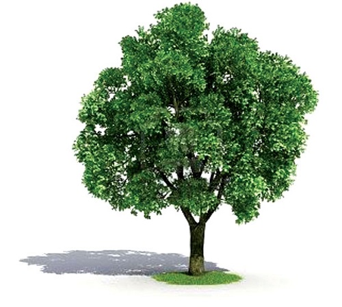 انشا در مورد درختان و اهمیت آن ها در زندگی ما